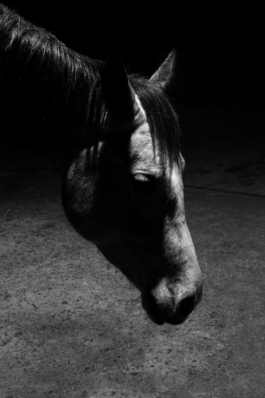 Billy Ben Grafik Atelier